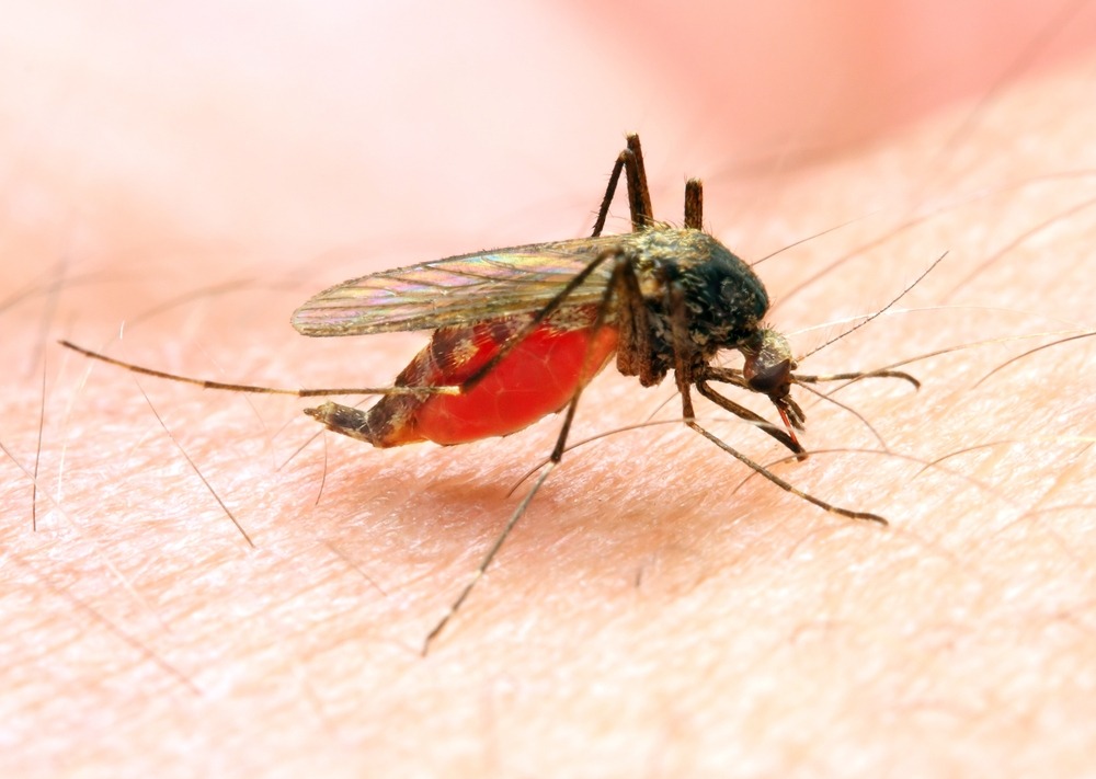 moustique malaria