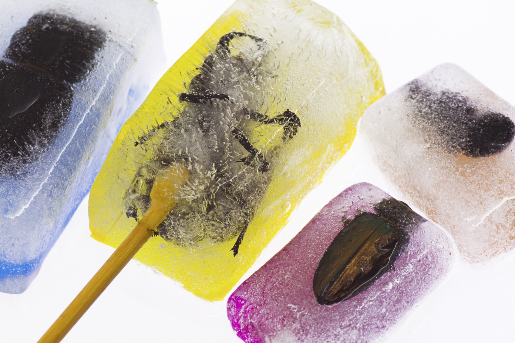 Insecten eten, een nieuwe culinaire trend