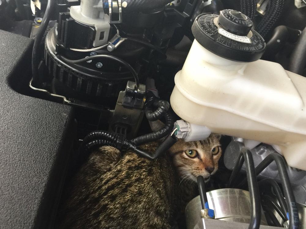 Ils retrouvent leur chaton disparu sous le capot de la voiture pendant  le contrôle technique 