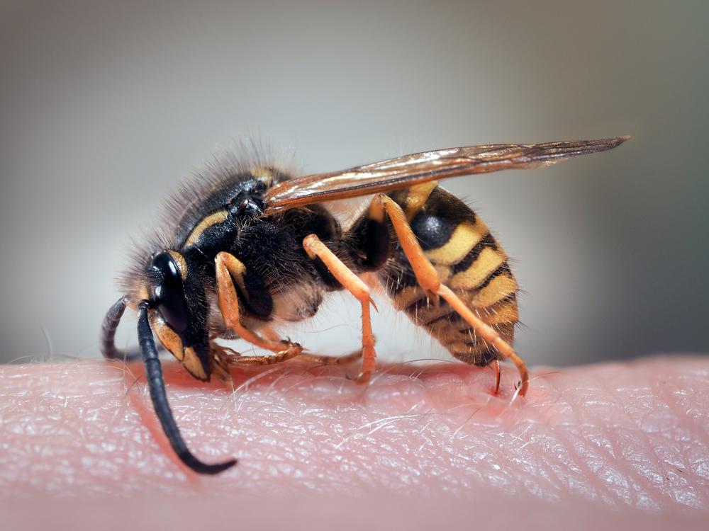 Hoe insectensteken vermijden?