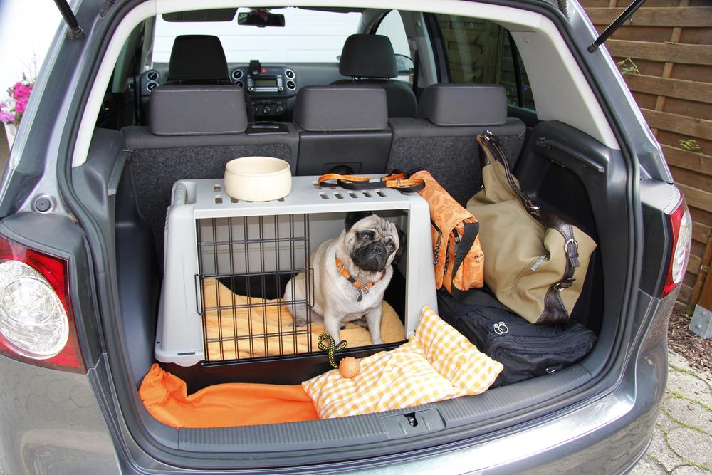 Protection coffre de voiture pour chien - Monde du Chien