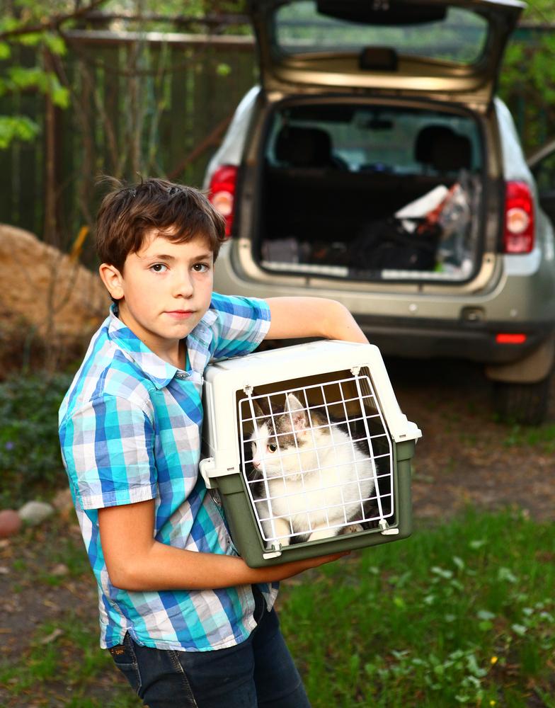 Comment transporter un animal de compagnie en voiture? - Europ Assistance