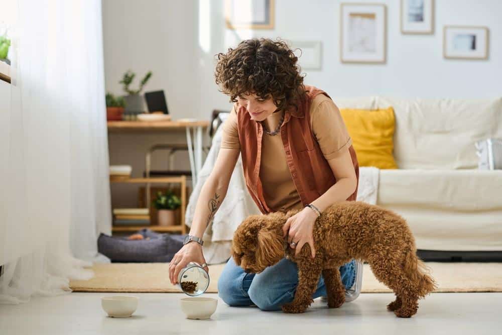 Trouver un pet sitter pour les vacances