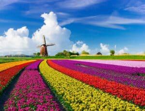 Champs de tulipes aux Pays-Bas