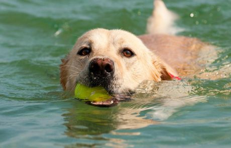 Les risques de baignades du chien