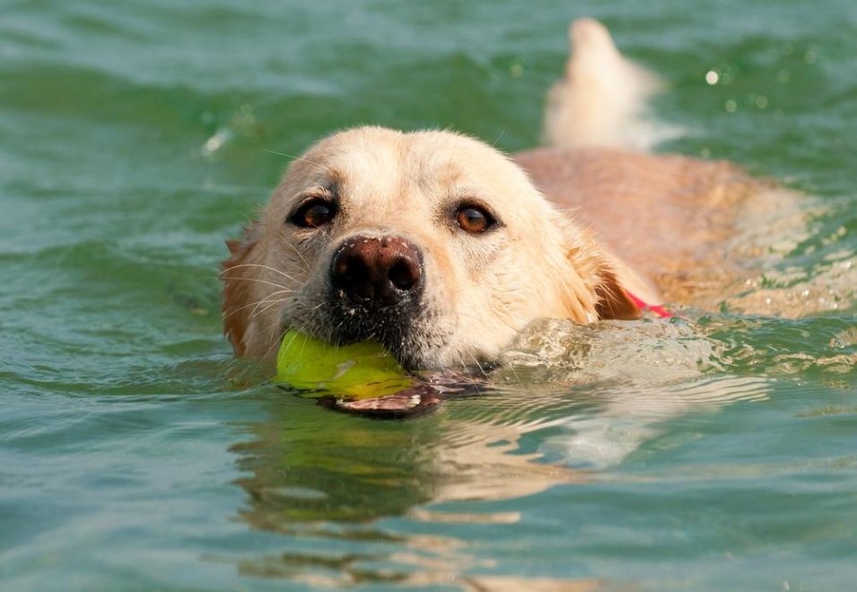 Uw hond laten baden: niet zonder risico