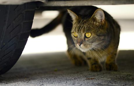Een kat onder de motorkap