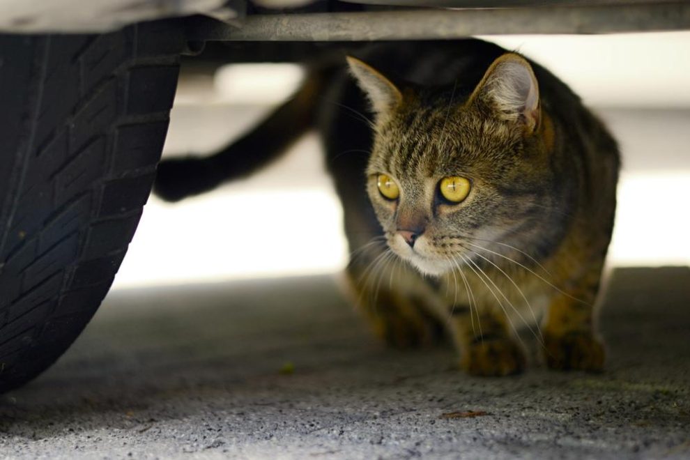 Een kat onder de motorkap