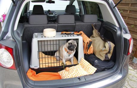 Hoe vervoer je een huisdier in de auto?