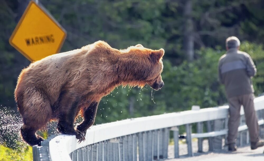 Animaux sauvages et voyages : comment se comporter ?