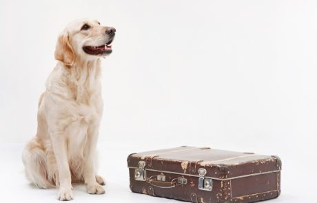 La préparation de voyage de votre animal domestique