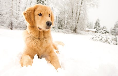 Op sneeuwvakantie met de hond