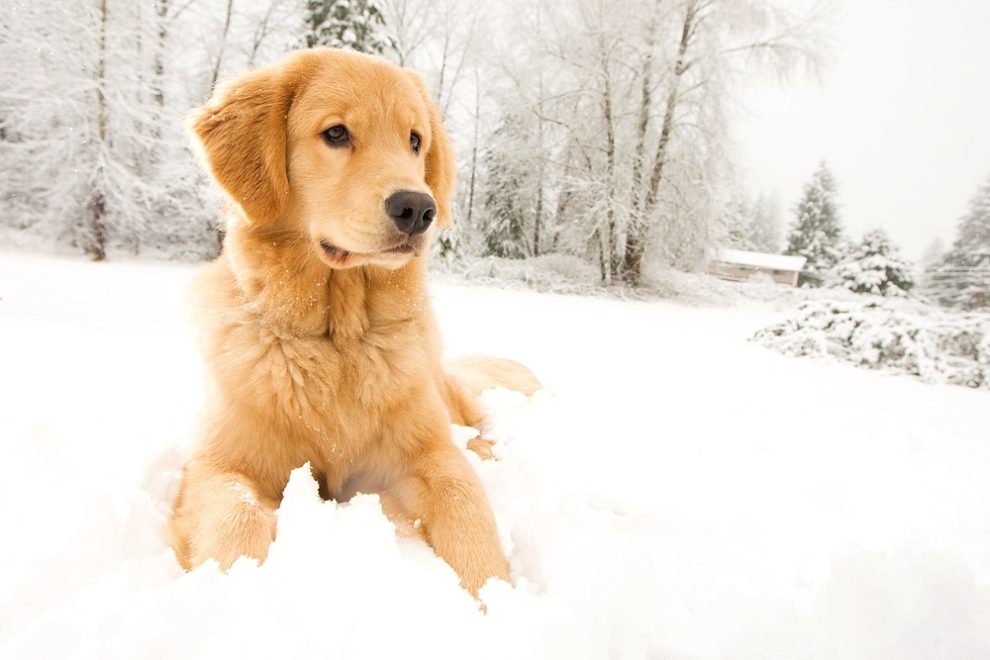 Les vacances à la neige avec le chien
